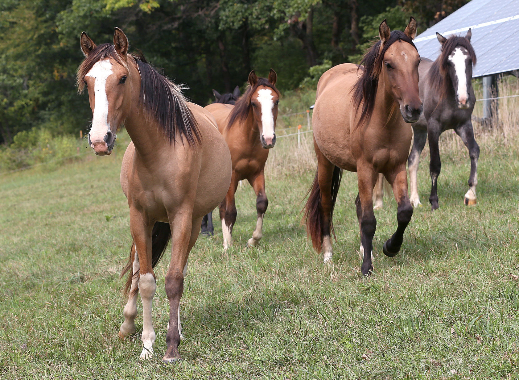 Spanish mustangs